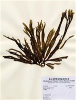 藏品(厚緣藻)的圖片